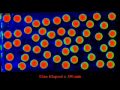 Animations: Diffusive Mass Transfer