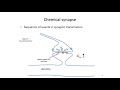 7. Synapses 7. Synapses
