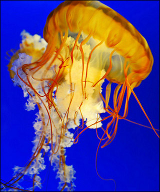 A photo of a bright orange jellyfish. A photo of a bright orange jellyfish.