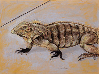A drawing of a large, scaly creature with webbed feet and hands. A drawing of a large, scaly creature with webbed feet and hands.