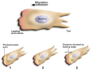 Diagram of cell migration, showing motion of actin away from leading edge. Diagram of cell migration, showing motion of actin away from leading edge.