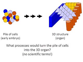 A drawing of equally-sized circles of different colors next to a group of different shapes in different colors. At the bottom of the drawing is the following question: What processes would turn the pile of cells into the 3D organ? A drawing of equally-sized circles of different colors next to a group of different shapes in different colors. At the bottom of the drawing is the following question: What processes would turn the pile of cells into the 3D organ?