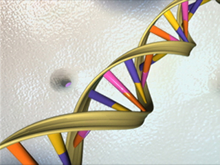 An illustration showing the double helix structure of DNA An illustration showing the double helix structure of DNA