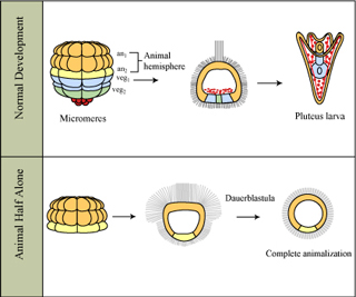 A diagram demonstrating normal vs. animal half alone development of a sea urchin. A diagram demonstrating normal vs. animal half alone development of a sea urchin.