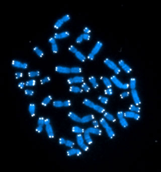 A photograph showing chromsomes under a microscope, stained blue. A photograph showing chromsomes under a microscope, stained blue.