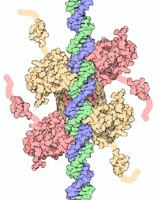 An illustration showing the p53 molecule shaded in pink and yellow, wrapped around DNA, shown as a green and purple double helix. An illustration showing the p53 molecule shaded in pink and yellow, wrapped around DNA, shown as a green and purple double helix.