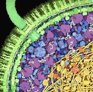 An illustration of a cross-section of a small portion of an E. coli cell, showing the cell wall, the cytoplasmic area packed with ribosomes, tRNA, mRNA, enzymes, and the nucleus filled with DNA. An illustration of a cross-section of a small portion of an E. coli cell, showing the cell wall, the cytoplasmic area packed with ribosomes, tRNA, mRNA, enzymes, and the nucleus filled with DNA.