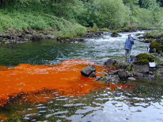 Dye being released into an Oregon river. Dye being released into an Oregon river.