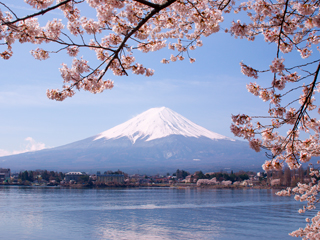 A snow capped mountain by a lake with hanging cherry blossom branches in the view A snow capped mountain by a lake with hanging cherry blossom branches in the view
