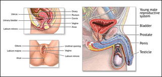 Diagrams of male and female reproductive systems. Diagrams of male and female reproductive systems.