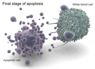 The final stage of apoptosis. The final stage of apoptosis.