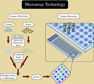 Illustration showing basic steps used in microarray technology. Illustration showing basic steps used in microarray technology.