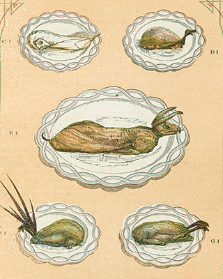An illustration showing a selection of game dishes on white plates, including: boiled rabbit; partridge; roast hare; pheasant; and wild duck. An illustration showing a selection of game dishes on white plates, including: boiled rabbit; partridge; roast hare; pheasant; and wild duck.