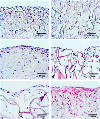Six figures of cells under magnification. Six figures of cells under magnification.