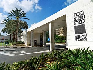 A concrete structure supported by small pillars and flanked by palm trees. A concrete structure supported by small pillars and flanked by palm trees.