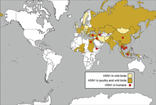 World map showing locations of avian flu cases. World map showing locations of avian flu cases.