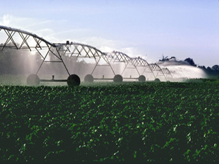 Photograph of irrigation machines being used on a field of cotton. Photograph of irrigation machines being used on a field of cotton.