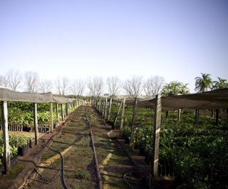 Photo showing a path with irrigation hoses in the middle of a farm in Brazil. Photo showing a path with irrigation hoses in the middle of a farm in Brazil.
