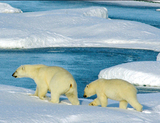 Two polar bears wander among the rapidly melting glaciers. Two polar bears wander among the rapidly melting glaciers.