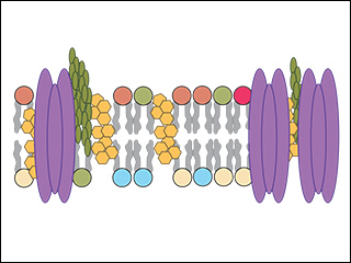 Colorful shapes representing cell structures. Colorful shapes representing cell structures.