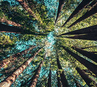 A photograph taken looking up at very tall trees in a forest. A photograph taken looking up at very tall trees in a forest.